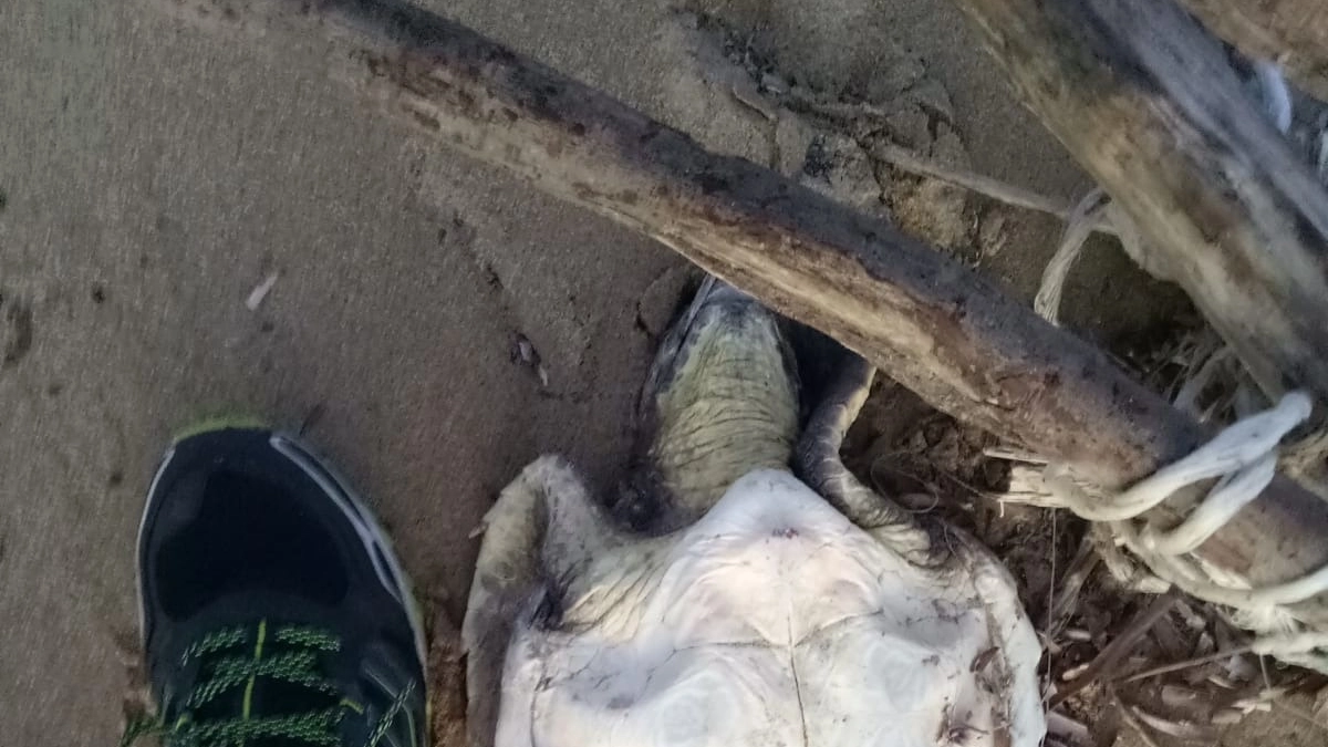 La tartaruga morta trovata a Lido di Capoliveri