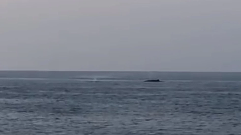 Le balene: di quella davanti si nota lo sbuffo