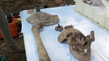 Ossa umane ritrovate in una tomba "alla cappuccina" nel sito di San Gaetano