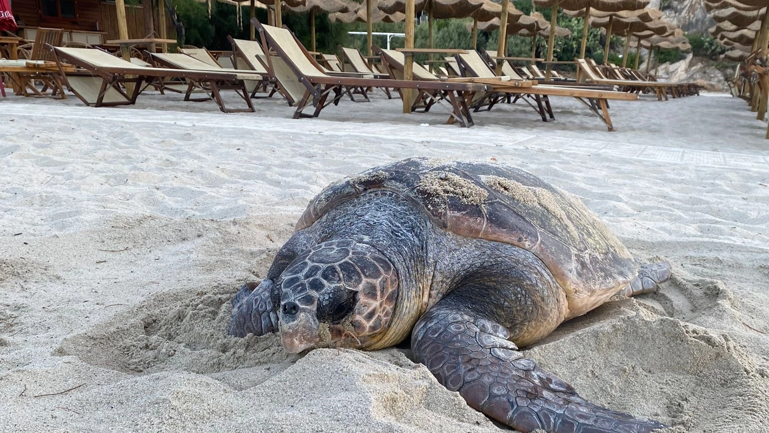 La tartaruga Caretta caretta sulla spiaggia di Fetovaia