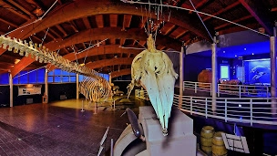 Il Museo di Storia Naturale di Livorno