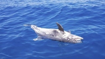 Uno dei delfini morti nell'ultimo mese in Toscana (foto dal sito di Arpat)
