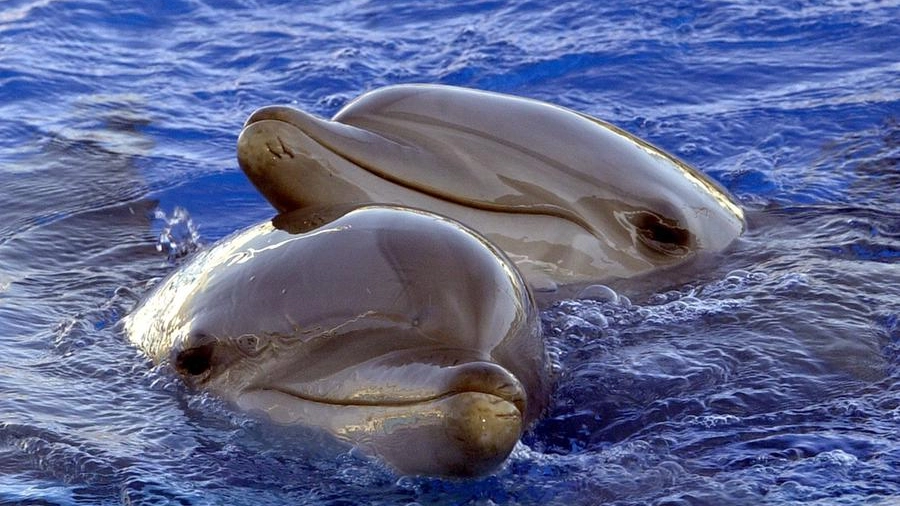 Delfini in una foto Ansa