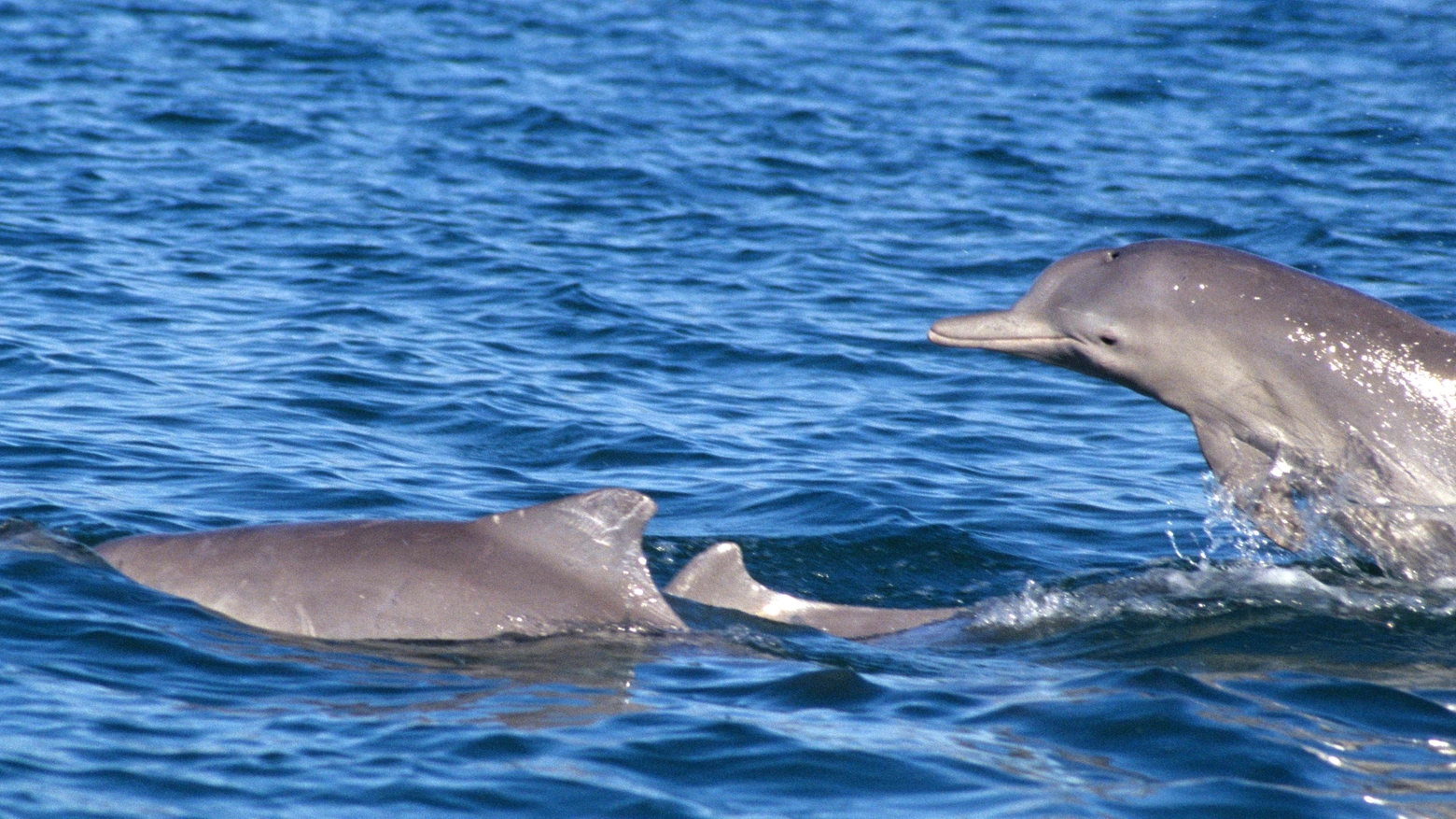 Delfini in una foto AFP