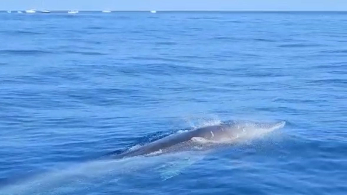 Il cetaceo immortalato in un incontro ravvicinato mentre “danza” intorno a una barca