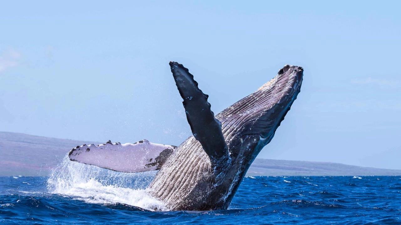 La balena megattera avvistata nell'Arcipelago toscano