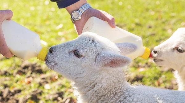 Un agnellino viene nutrito con il biberon