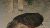 Lo scorso 20 giugno la tartaruga aveva deposto le uova nella spiaggia di Marina di Campo