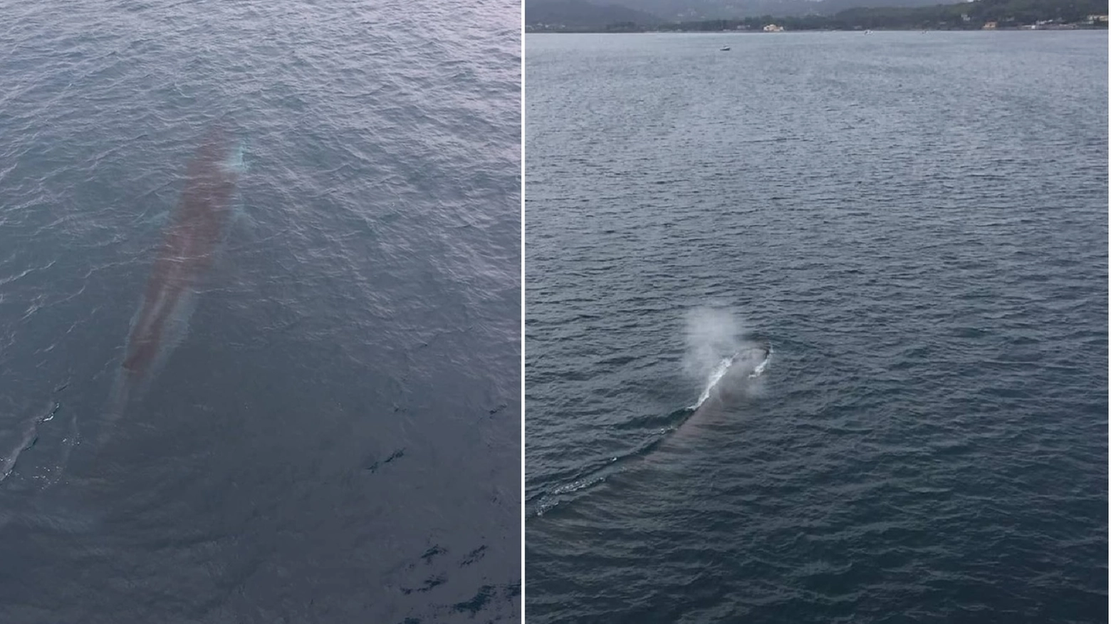 I nuovi avvistamenti delle balene dal traghetto