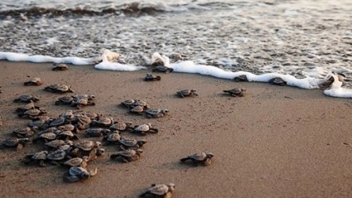 Alcune tartarughe marine nate all’Elba raggiungono l’acqua 