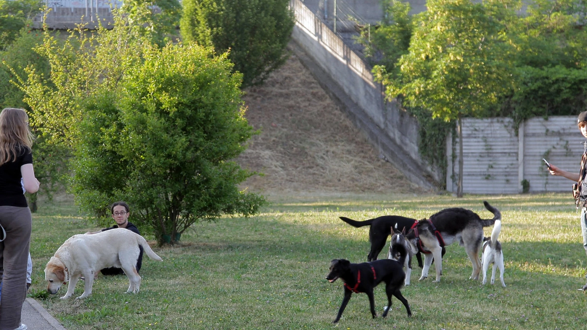 Cani in un'area verde (Newpress)