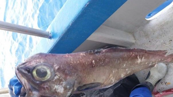 Il pesce degli abissi catturato all'Elba