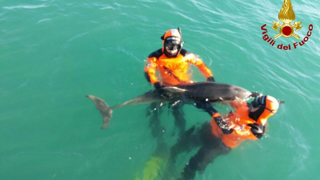 Il salvataggio del delfino nelle acqua del canale scolmatore al Calambrone