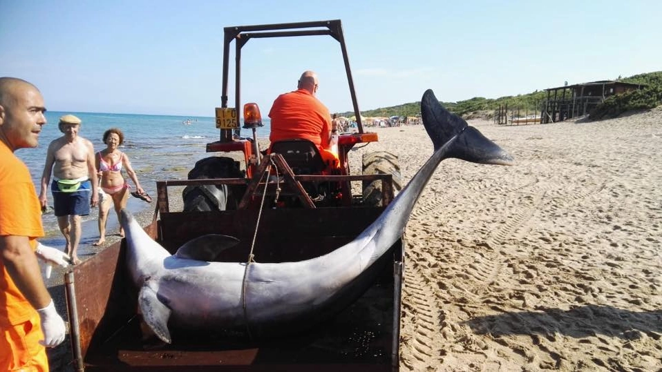 La carcassa di un delfino viene portata via dalla spiaggia
