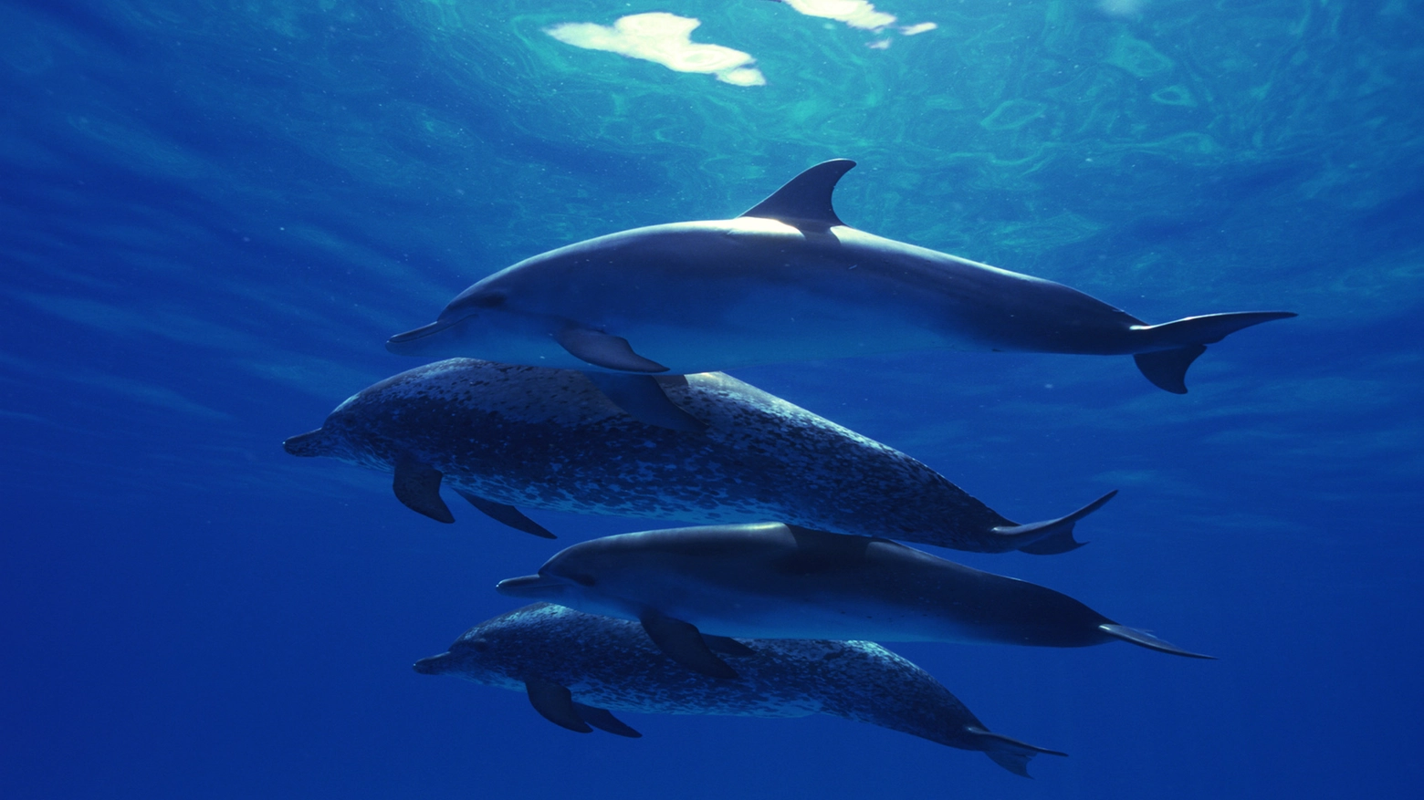 Delfini in mare in una foto Lav Marevivo