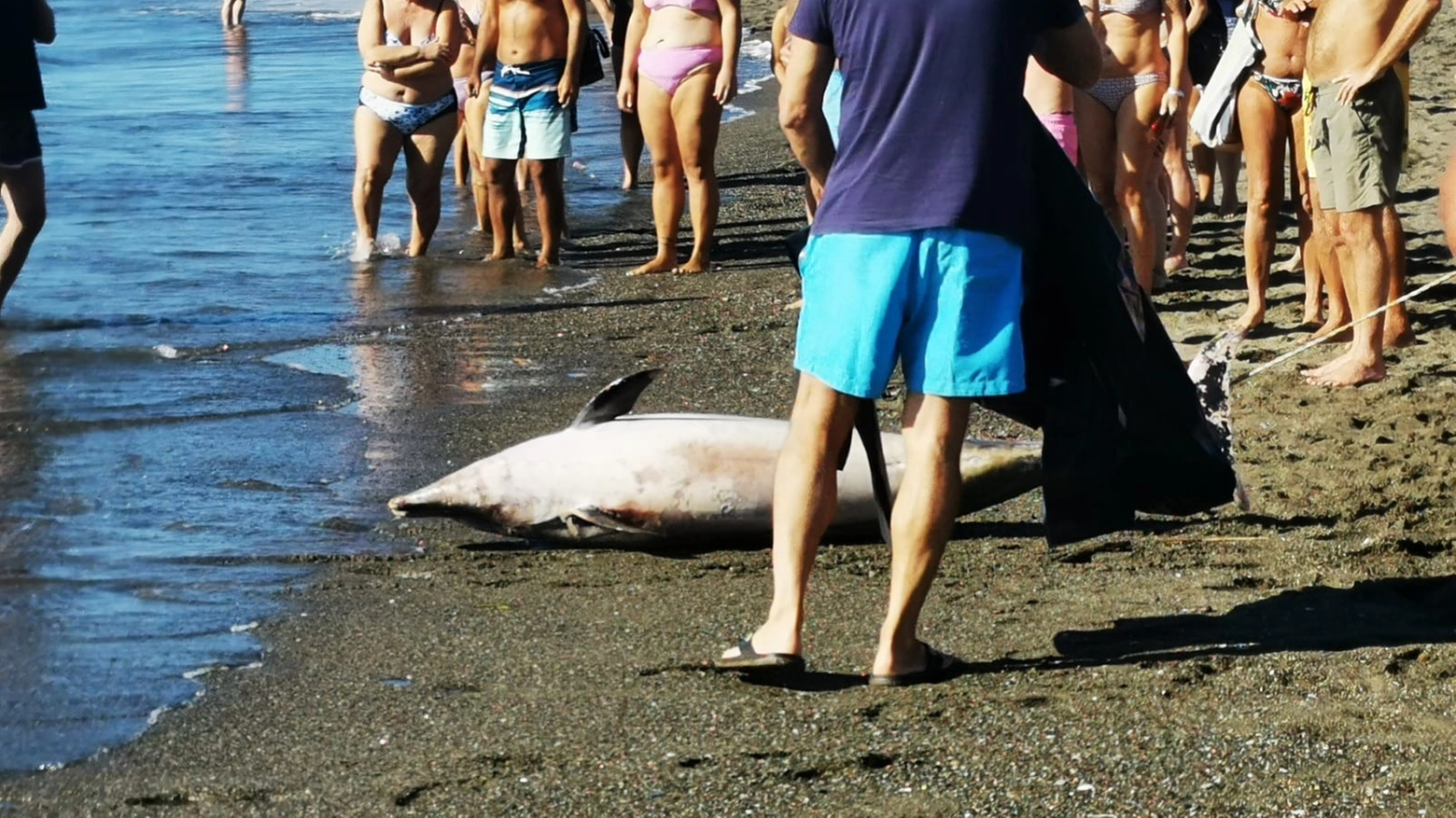 Marina di Castagneto, delfino trovato morto