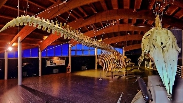 Il Museo di storia naturale del Mediterraneo di Livorno