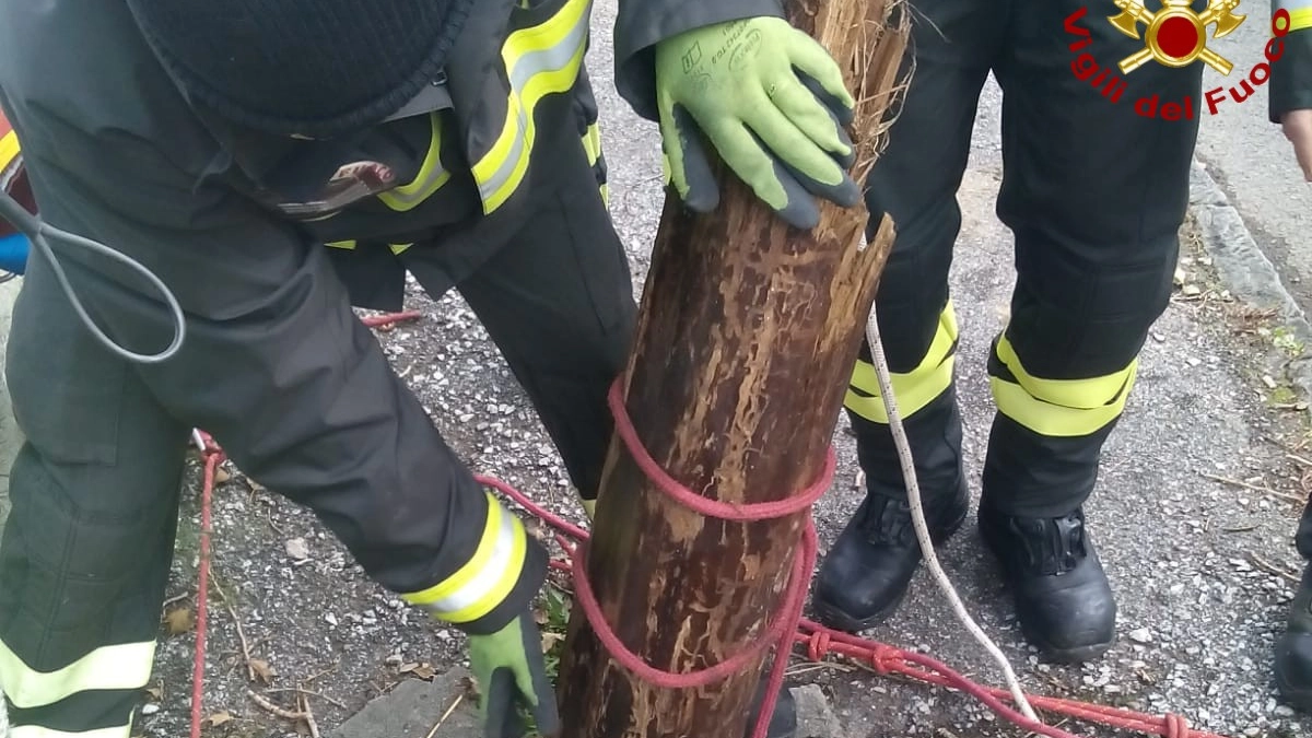 I vigili del fuoco in azione per rimuovere il tronco nel rio Maggiore 
