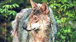 Un esemplare di lupo in Appennino