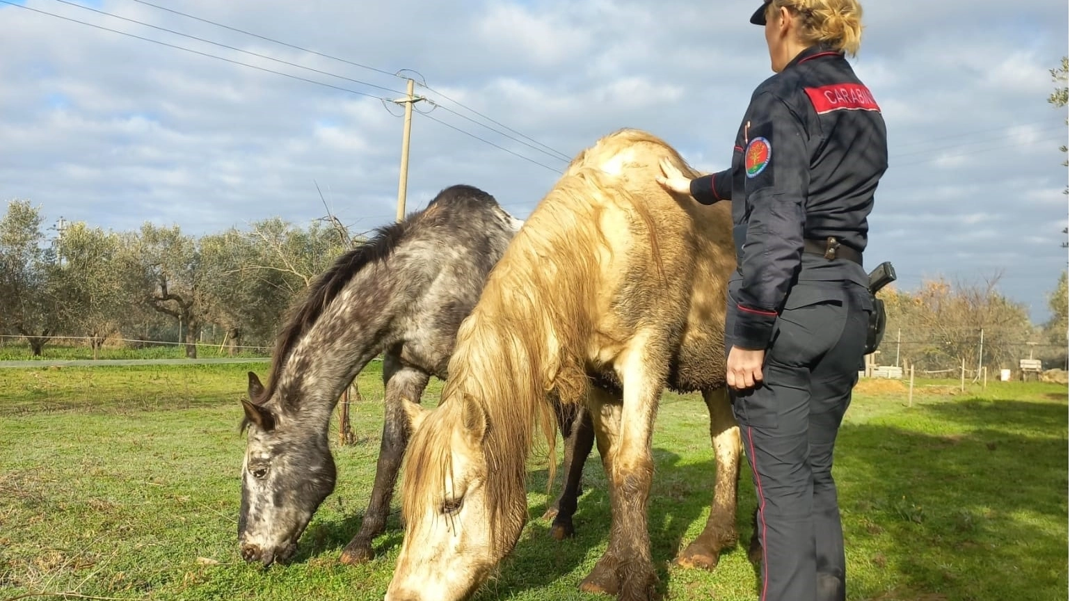 Salvati i cavalli dai carabinieri della Forestale, dopo i controlli in un maneggio