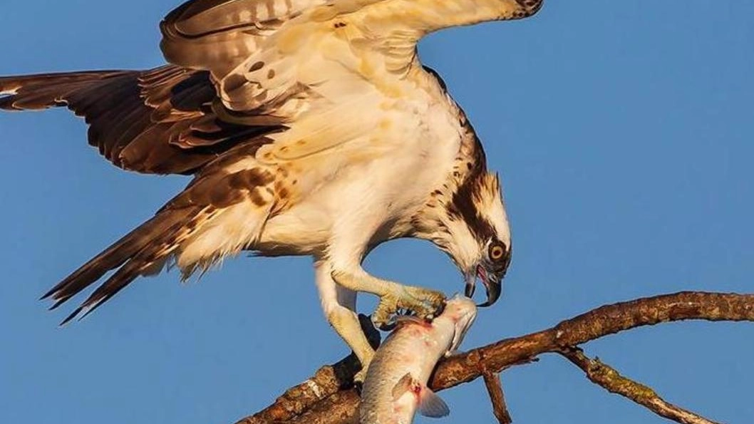 Un esemplare di falco pescatore
