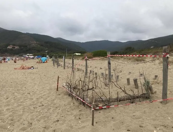 L’area recintata sulla spiaggia di Lacona scelta dalle tartarughe per deporre le uova