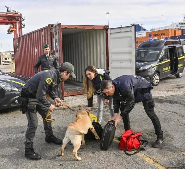 I cani labrador hanno fiutato la droga nascosta sul camion