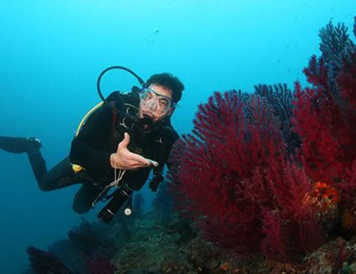 I coralli sul fondale di Calafuria