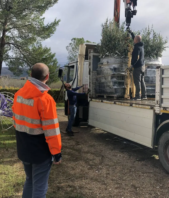 La consegna degli olivi da parte di Scapigliato: il progetto prevede in totale circa 300mila alberi