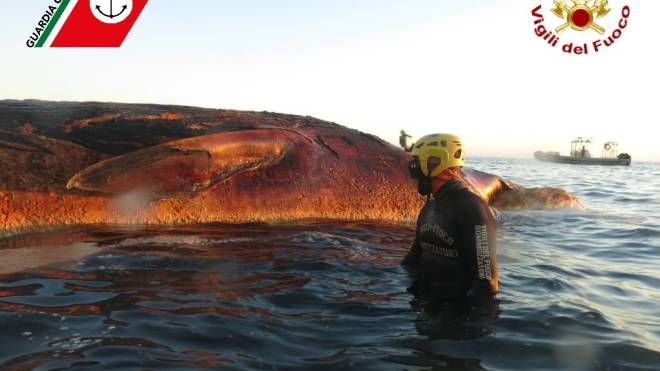 La rimozione della carcassa di balena a Quercianella