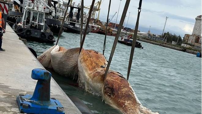 La rimozione della carcassa di balena a Quercianella
