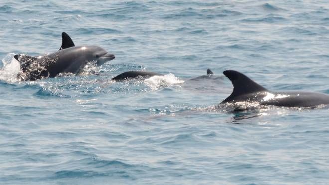 I cuccioli di delfino di fronte alla costa di Viareggio