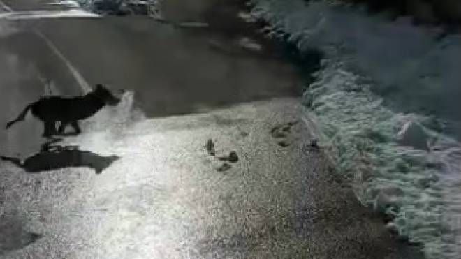 Il lupo avvistato vicino a Foligno (Frame dal video pubblicato su "Segnalazioni Foligno")